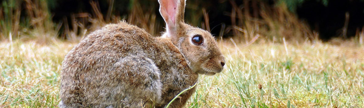 Kaninpest -När du hittar en sjuk kanin